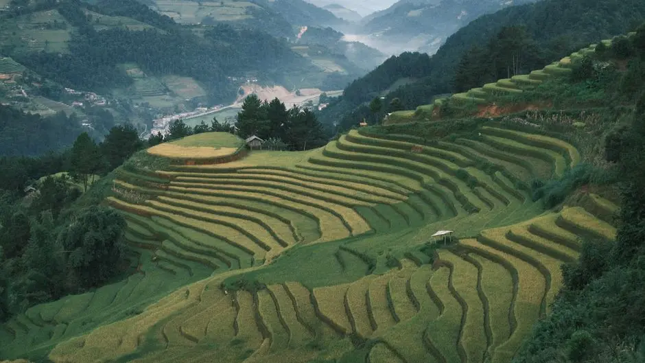 Pemandangan sawah bertingkat di lereng gunung dengan latar belakang pegunungan